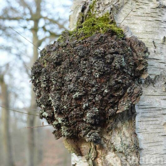 Chaga Pilz Kräuter -News